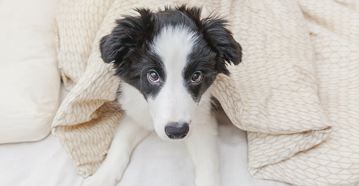 Hund nachts allein lassen | 7 Tipps, mit denen es klappt